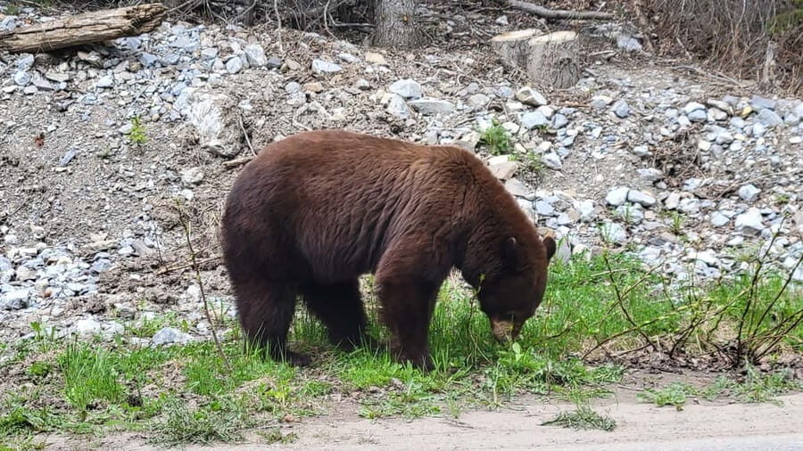 From Calgary to Banff: Day Trip with Wolfdog Sanctuary Visit - Bow Falls and Banff Avenue shopping: classic Banff payoff before the ride home