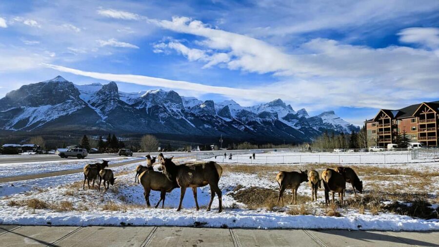 From Calgary to Banff: Day Trip with Wolfdog Sanctuary Visit - Who this tour fits best (and who should skip it)
