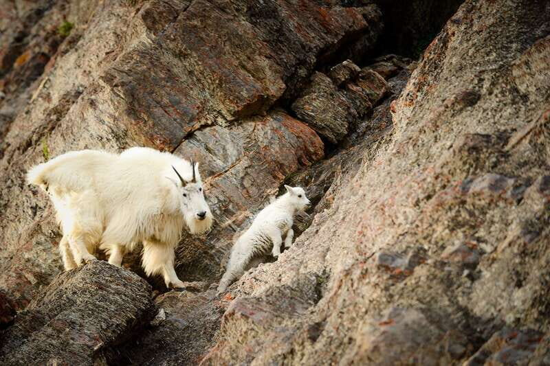 From Jasper: Jasper National Park Wildlife Discovery Tour - Key Things I’d Prioritize