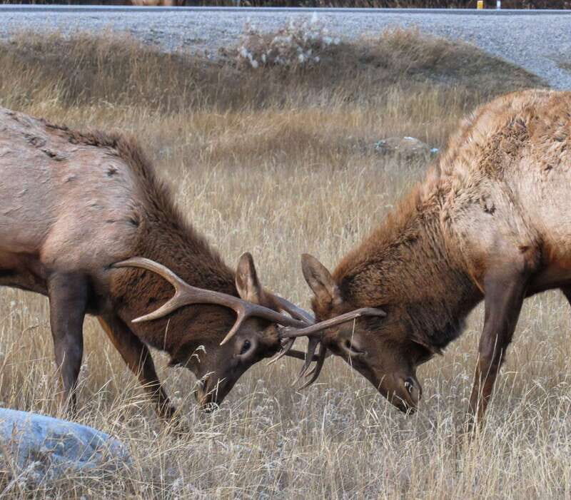 From Jasper: Jasper National Park Wildlife Discovery Tour - Should You Book the Jasper National Park Wildlife Discovery Tour?