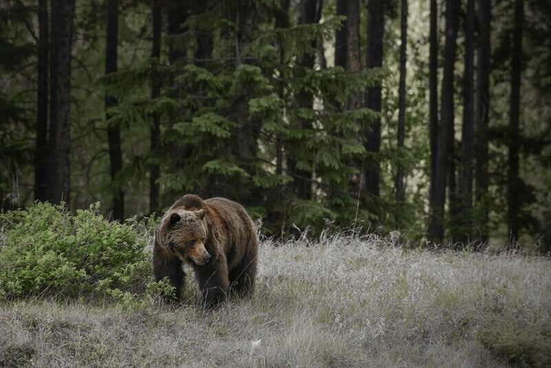 From Jasper: Jasper National Park Wildlife Discovery Tour - The Main Event: 3 Hours in Jasper National Park (Photo Stops and Scenic Driving)