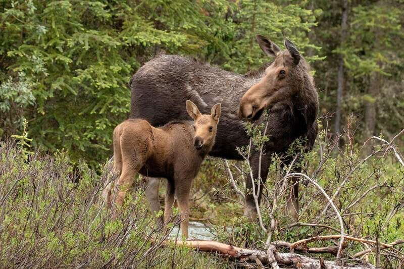 From Jasper: Jasper National Park Wildlife Discovery Tour - Wildlife Sightings: How to Maximize Your Odds Without Losing Your Mind