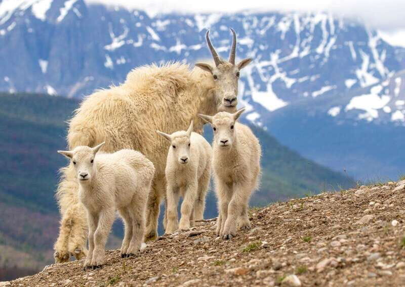 From Jasper: Jasper National Park Wildlife Discovery Tour - Comfort, Practicalities, and Who This Tour Fits Best