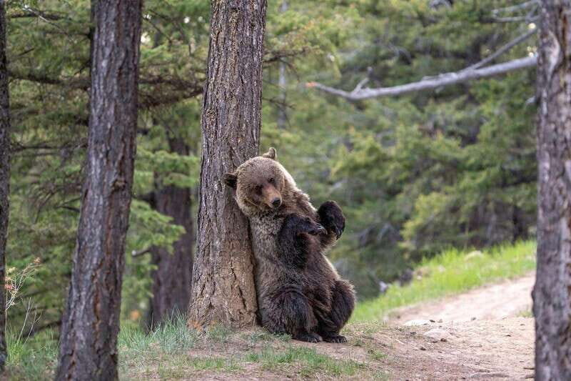From Jasper: Jasper National Park Wildlife Discovery Tour - Price and Value: Is $66 Actually Fair?
