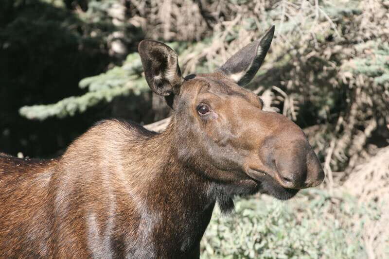 From Jasper: Jasper National Park Wildlife Discovery Tour - A Few Drawbacks to Consider Before You Book