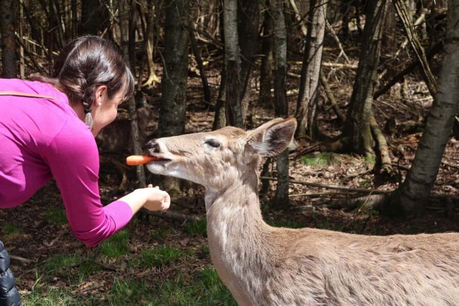 From Montreal: Omega Park Wildlife Safari Calling Sounds - Should You Book This Omega Park Wildlife Sounds Tour?