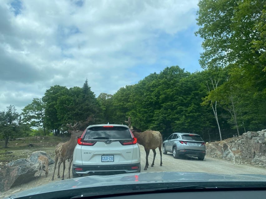 From Montreal: Omega Park Wildlife Safari Calling Sounds - Your Day’s Flow: Breaks, Photo Time, and Multiple Viewing Sessions