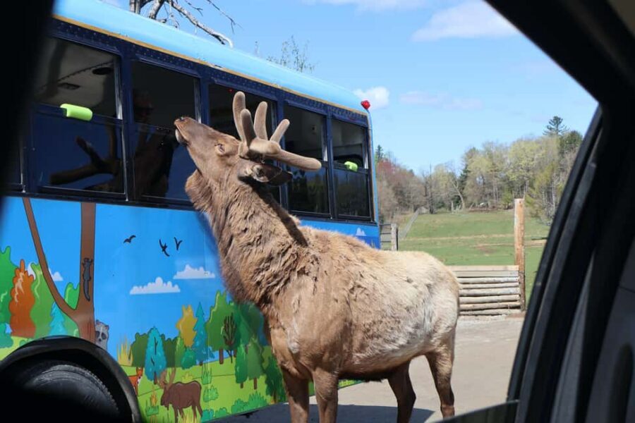 From Montreal: Omega Park Wildlife Safari Calling Sounds - The Guide + Conservation Donation: More Than a Photo Op