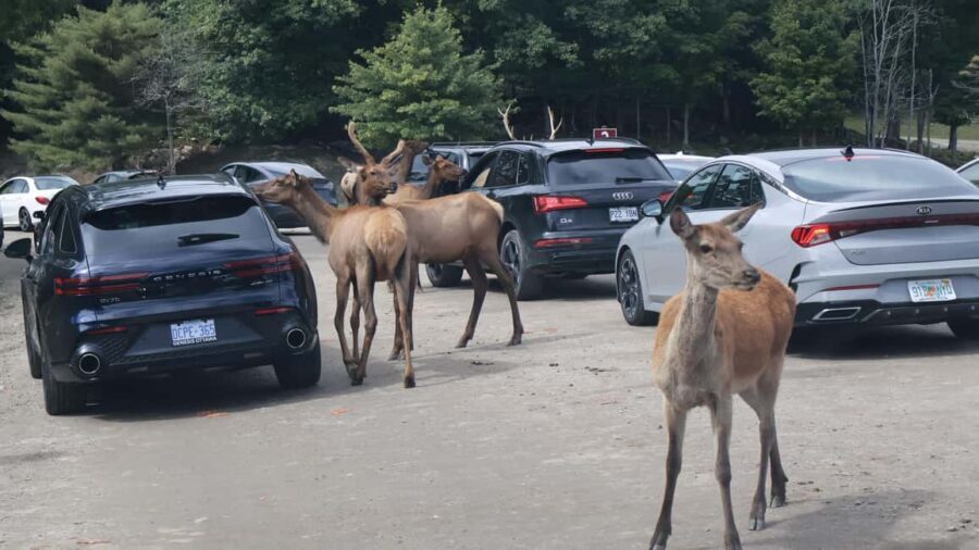 From Montreal: Omega Park Wildlife Safari Calling Sounds - What’s Included in the $264 Price (and Where the Value Comes From)