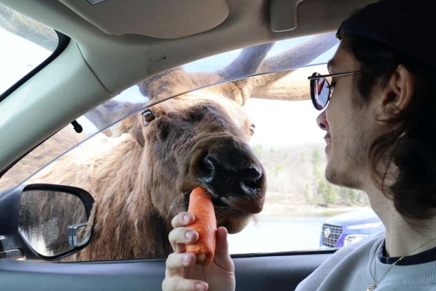 From Montreal: Omega Park Wildlife Safari Calling Sounds - Who Should Book This Safari From Montreal