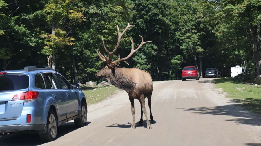 From Montreal: Omega Park Wildlife Safari Calling Sounds - Parc Omega Safari: Close Encounters With Clear Boundaries