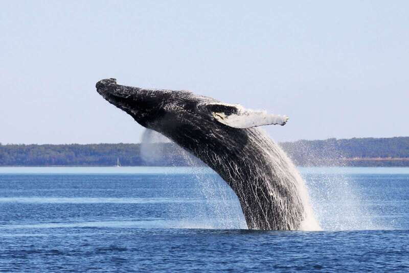 From Quebec City: Whale Watching Excursion Full-Day Trip - Key things to know before you go