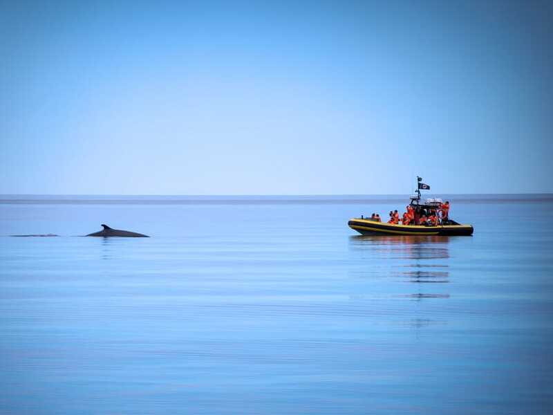From Quebec City: Whale Watching Excursion Full-Day Trip - Meet your guides: what bilingual means in real life
