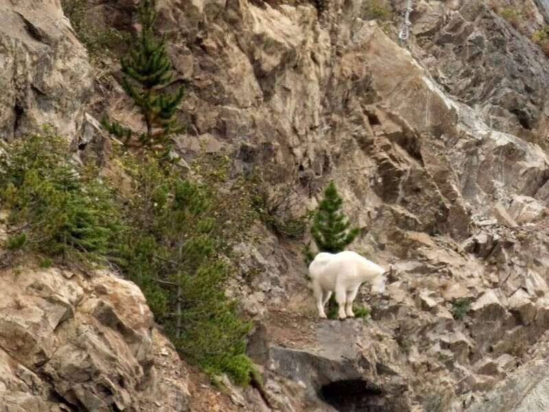 From Skagway: Wild Adventure Yukon Day Trip with BBQ Lunch - Key Things to Know Before You Go