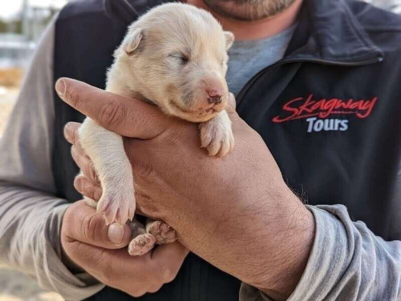 From Skagway: Yukon Sled Dog Mushing & White Pass Combo - Guide energy: why Noah, Trey, Drake, and others change the whole day