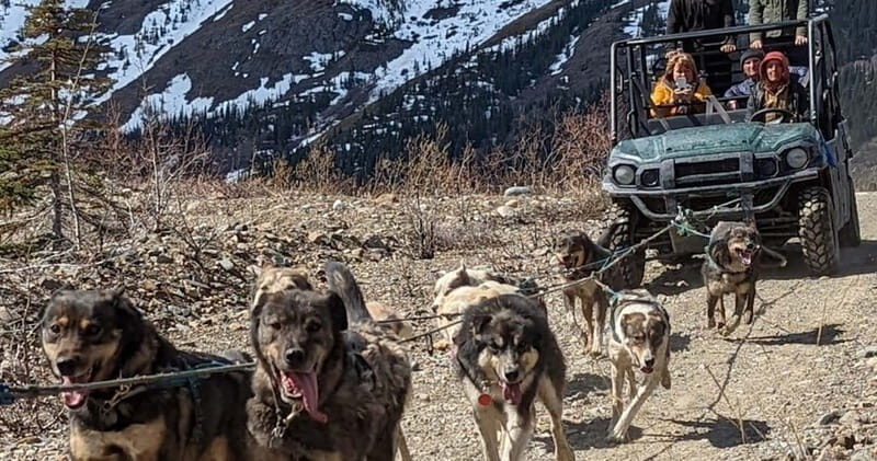 From Skagway: Yukon Sled Dog Mushing & White Pass Combo - Klondike Highway photo stops and the White Pass payoff