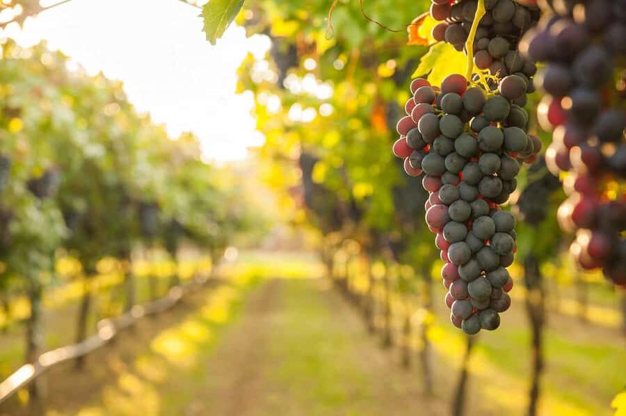 From Toronto: Niagara Falls Private Sightseeing Tour - Winery Visit and Tasting: A Small Luxury That Makes the Day Feel Complete
