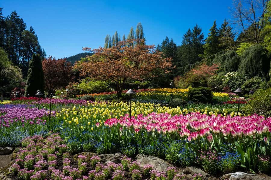 From Vancouver: Butchart Gardens & Victoria Sightseeing Tour - The walking and photo time: how to make it count