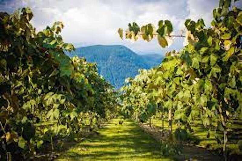 From Vancouver: Half-Day Fraser Valley Wine Tour - Langley Township: Farmland, Farming Know-How, and Why It Matters