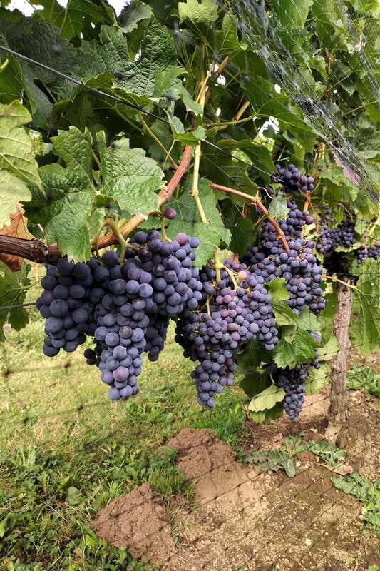 From Vancouver: Half-Day Fraser Valley Wine Tour - If Time Allows: Optional Add-On Wineries You Might Get