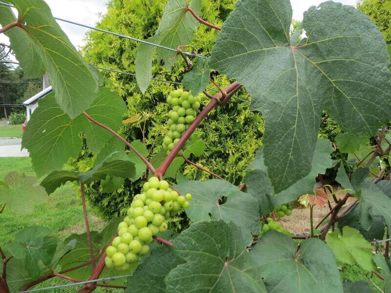 From Vancouver: Half-Day Fraser Valley Wine Tour - Price and Logistics: What You’re Really Paying For
