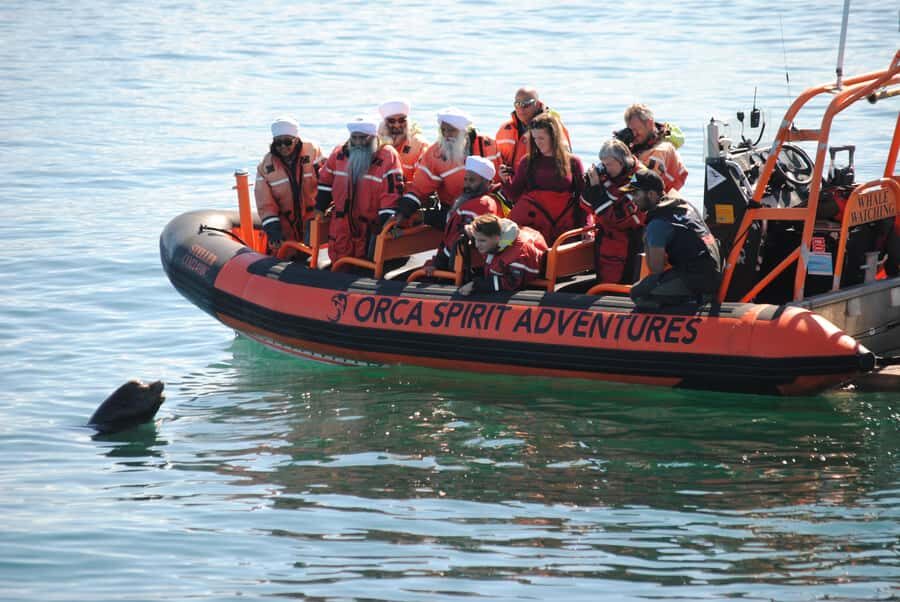 From Victoria: Whale Watching Marine Wildlife Excursion - Key things to know before you go