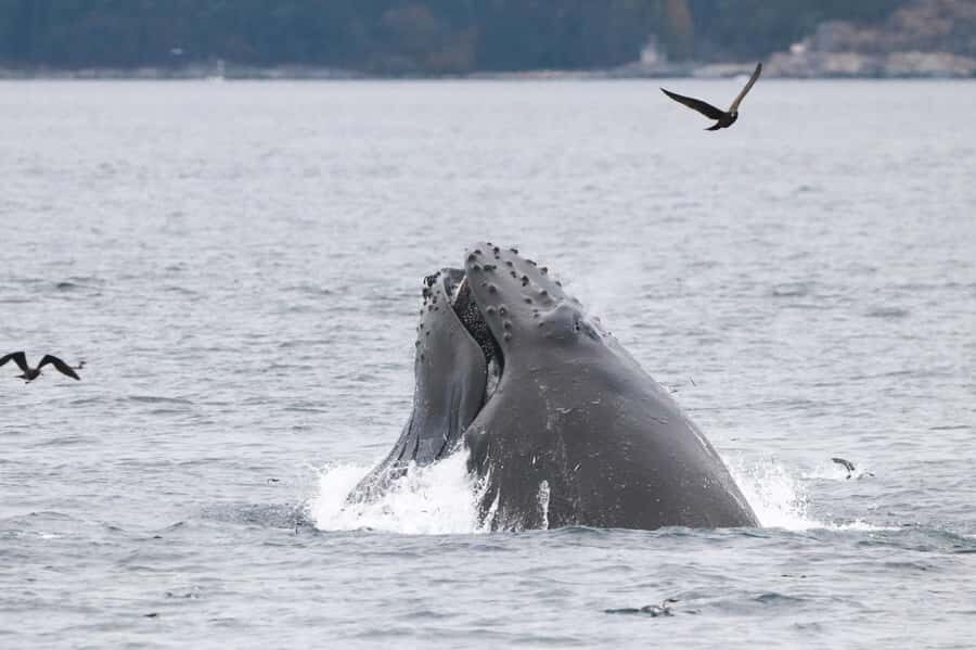 From Victoria: Whale Watching Marine Wildlife Excursion - Who this tour suits best—and who should skip it