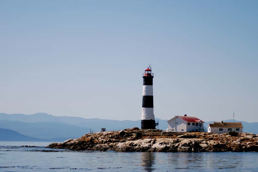 From Victoria: Whale Watching Marine Wildlife Excursion - Why a 12-Passenger Zodiac makes this Victoria whale watching different