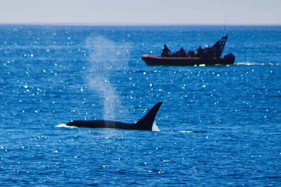 From Victoria: Whale Watching Marine Wildlife Excursion - What happens during the 3 hours on the water