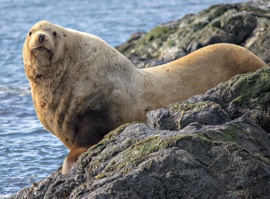 From Victoria: Whale Watching Marine Wildlife Excursion - Guide-led spotting: what a good naturalist adds to your sightings