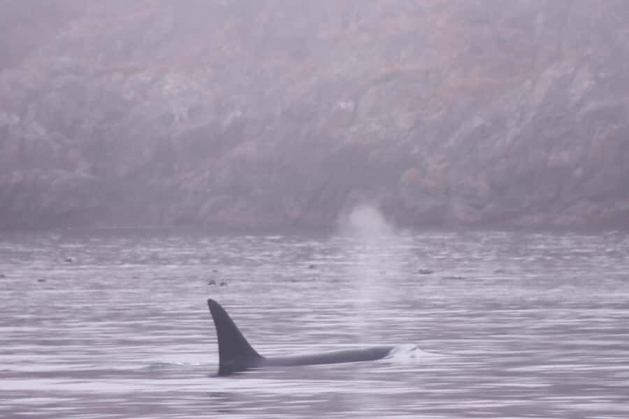 From Victoria: Whale Watching Marine Wildlife Excursion - Practical tips so you stay comfortable (and get better photos)