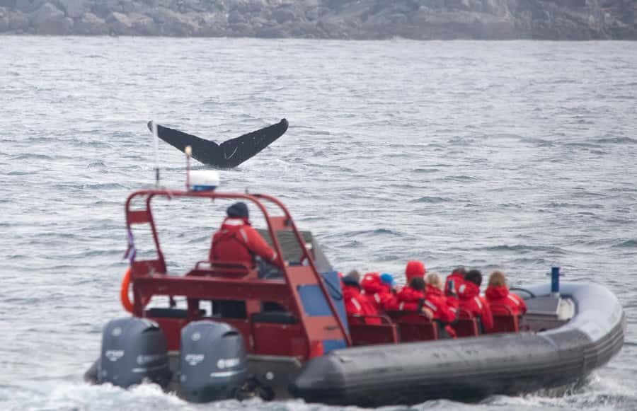 From Victoria: Whale Watching Marine Wildlife Excursion - Juan de Fuca + Haro Strait: the places where the animals show up