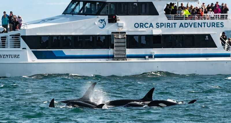 From Victoria: Whale Watching Trip on Covered Boat - Who this tour fits best (and who might want another option)