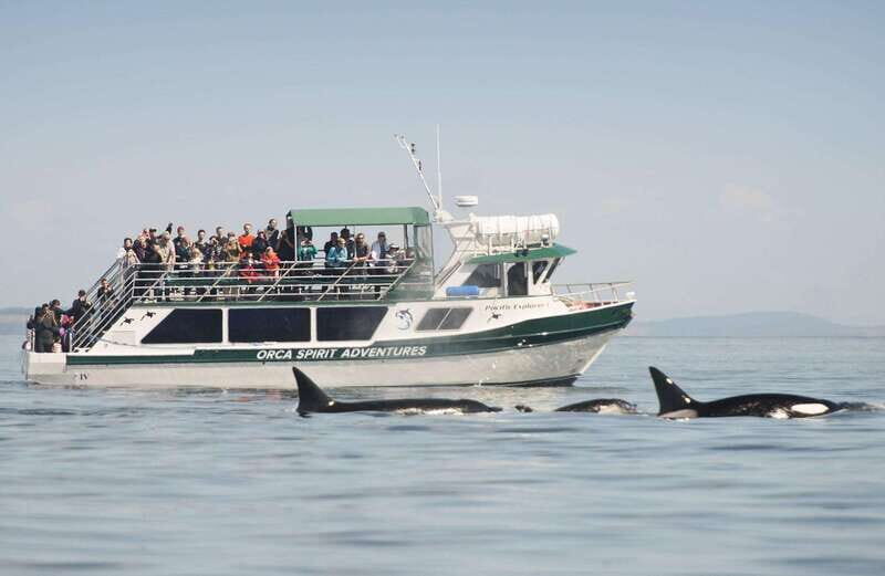 From Victoria: Whale Watching Trip on Covered Boat - Victoria to the Salish Sea: why timing and waters matter