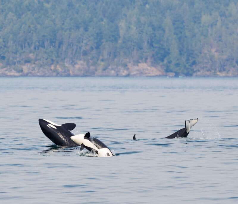 From Victoria: Whale Watching Trip on Covered Boat - The covered boat experience: comfort, viewing spots, and staying warm
