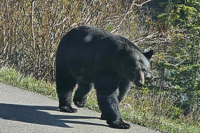Full Day Private Tour Banff/Yoho Customized Sightseeing - Price and value: what $517.91 really buys