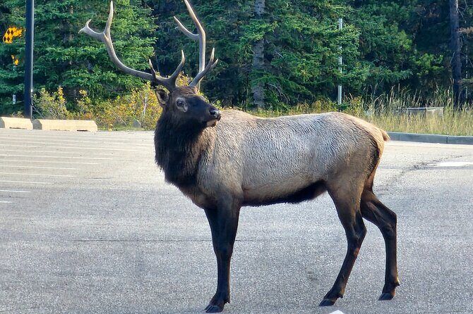 Full Day Private Tour Banff/Yoho Customized Sightseeing - Stop-by-stop breakdown with real timing expectations
