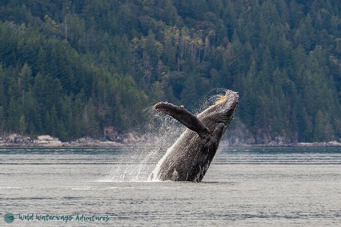 Full Day Whale Watching Campbell River - Key points worth knowing before you go