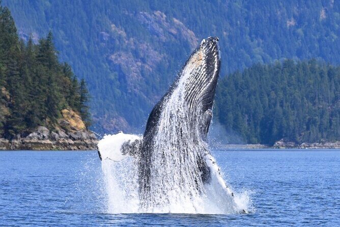 Full Day Whale Watching Campbell River - More than whales: eagles, seals, sea lions, dolphins, and bear chances