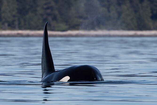 Full Day Whale Watching Campbell River - Who should book this Campbell River whale watch (and who might not)