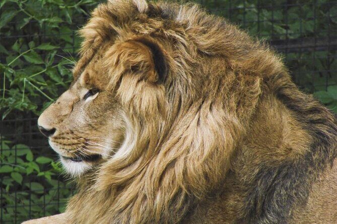 Granby Zoo 1 Day - Comfort on the Bus: Air-Conditioned Ride and a 55-Person Limit