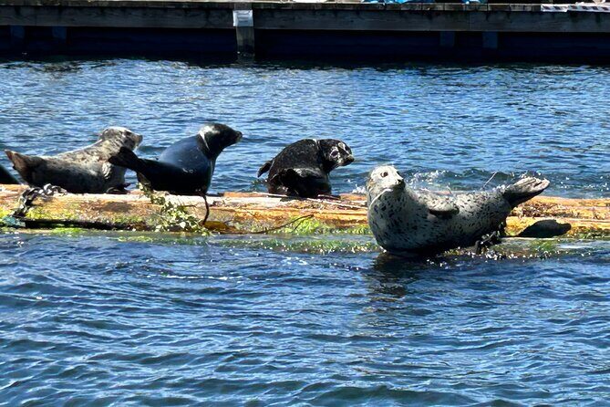 Granite and Silver Falls Private Boat Tour in Vancouver - Comfort on the Cruise: Clean Boat, Shade, and Motion-Sickness Tips