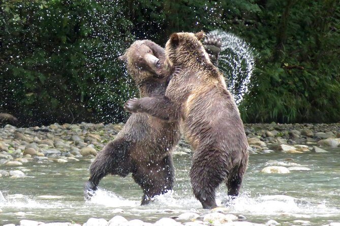 Grizzly Bear Expedition - Key highlights worth getting excited about