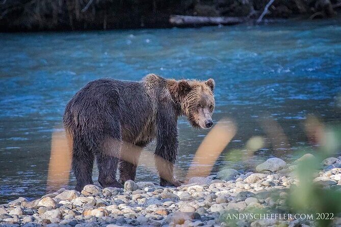 Grizzly Bear Expedition - Grizzlies at the Orford River: what the salmon run actually looks like