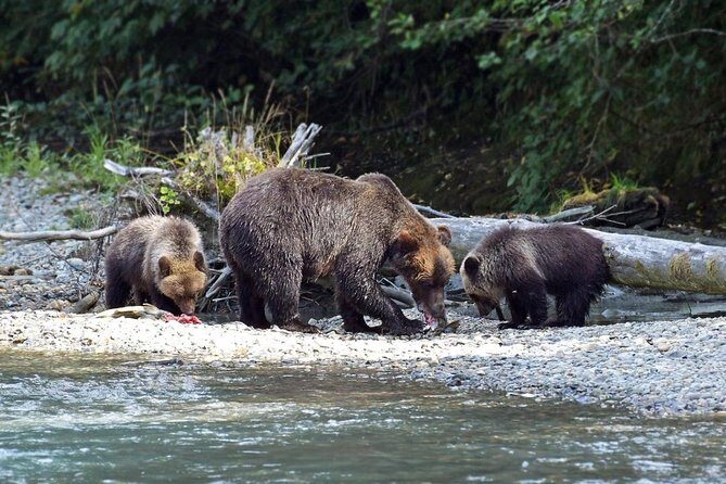 Grizzly Bear Expedition - Desolation Sound Marine Provincial Park: the cruise portion that sets the tone