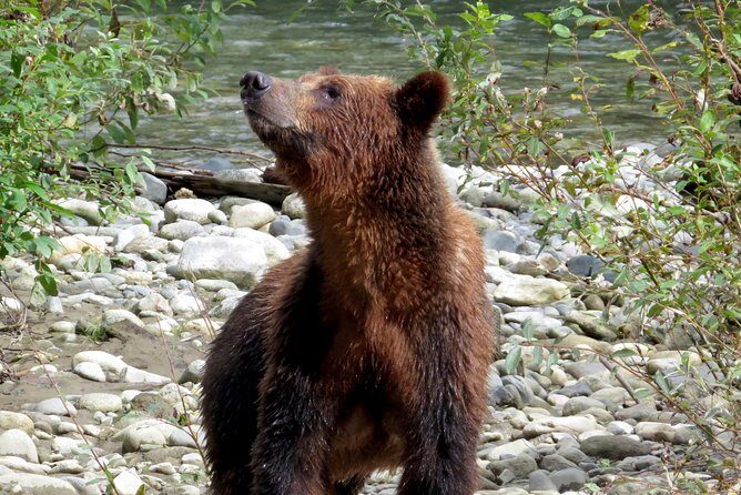 Grizzly Bear Expedition - Guide teamwork: why the names matter (and how safety feels)