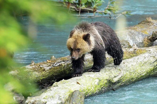 Grizzly Bear Expedition - Physical demands and what to wear for a bear + boat day