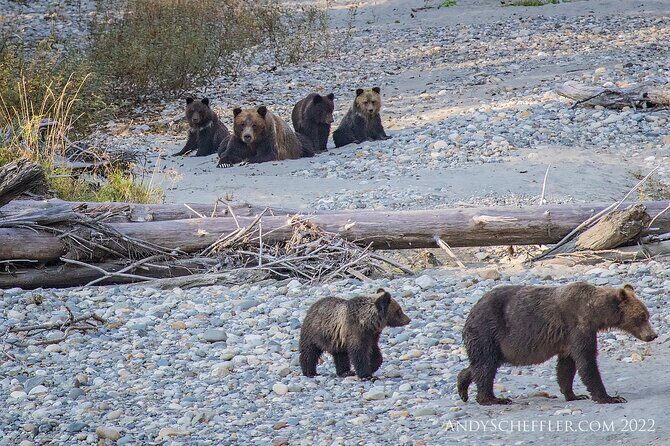 Grizzly Bear Expedition - Whales first: the Bute Inlet hunt before the bear feast