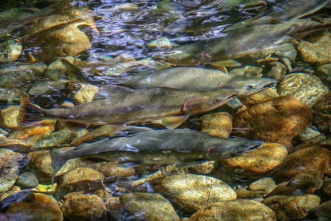 Guided Fishing Adventure in Whistler - Why Whistler fishing feels different from a basic tour