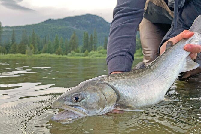 Guided Fishing Adventure in Whistler - Price and value: what $165.22 buys you in real terms